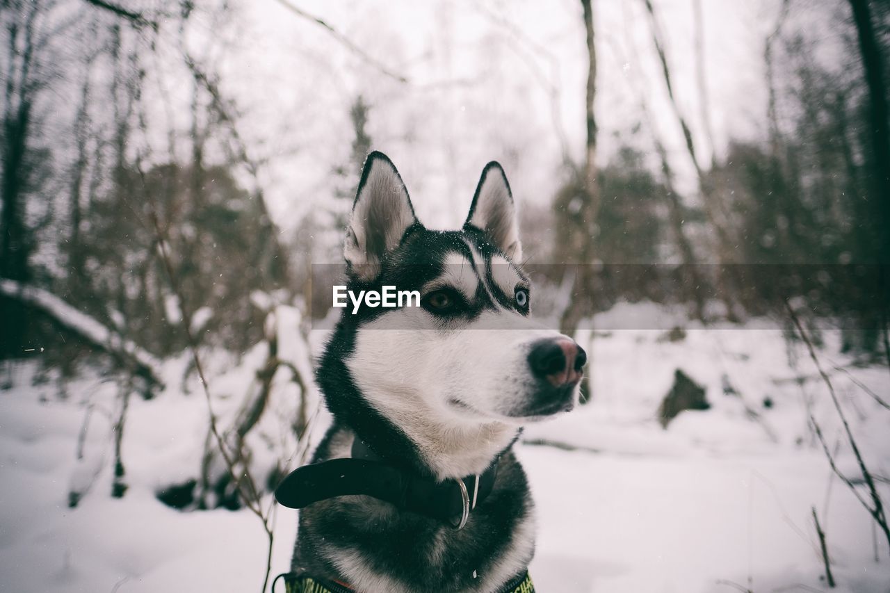 Husky on snow covered landscape