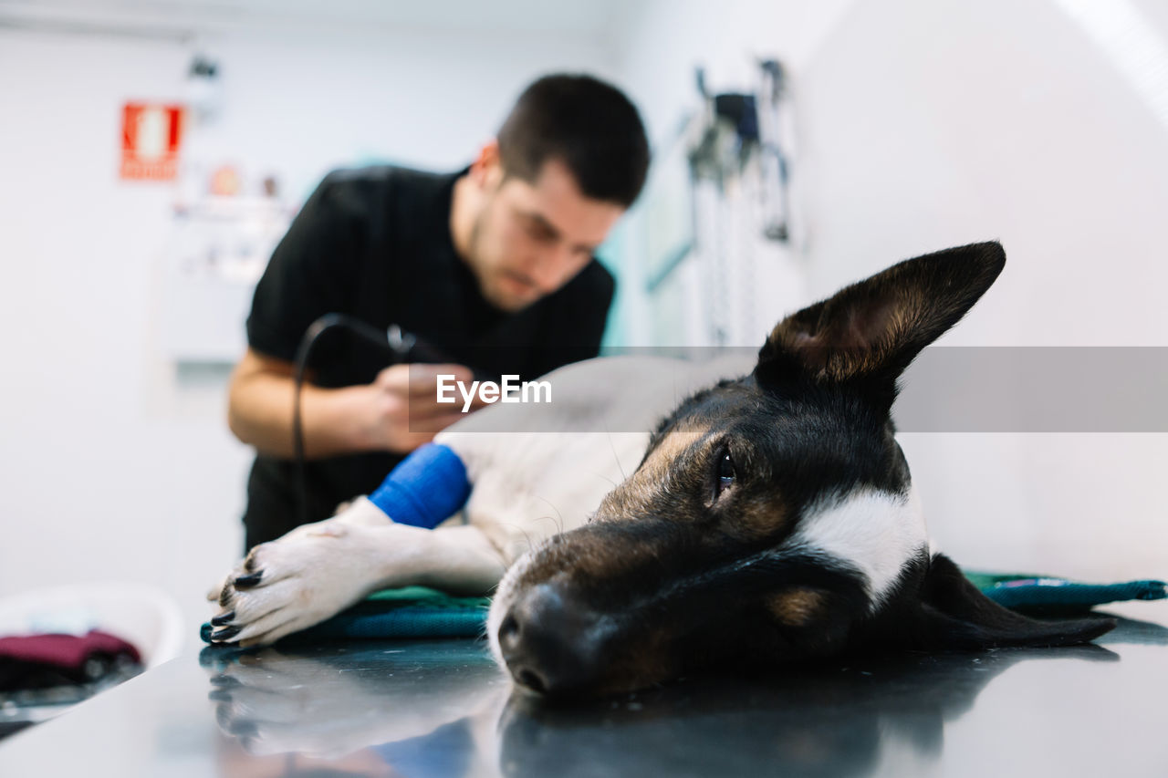 Male vet doctor trimming fur from paw of dog for operation in veterinary clinic