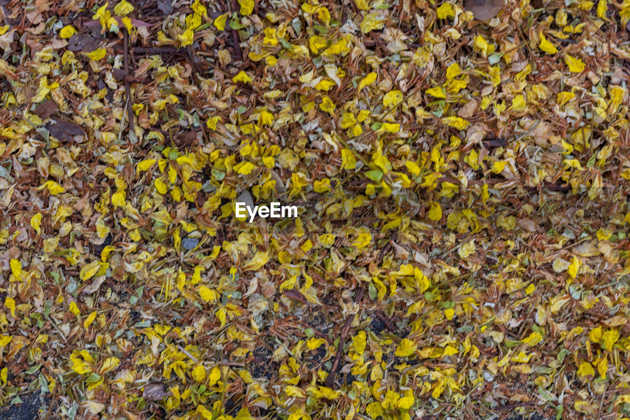 FULL FRAME SHOT OF YELLOW FLOWERING PLANT LEAVES