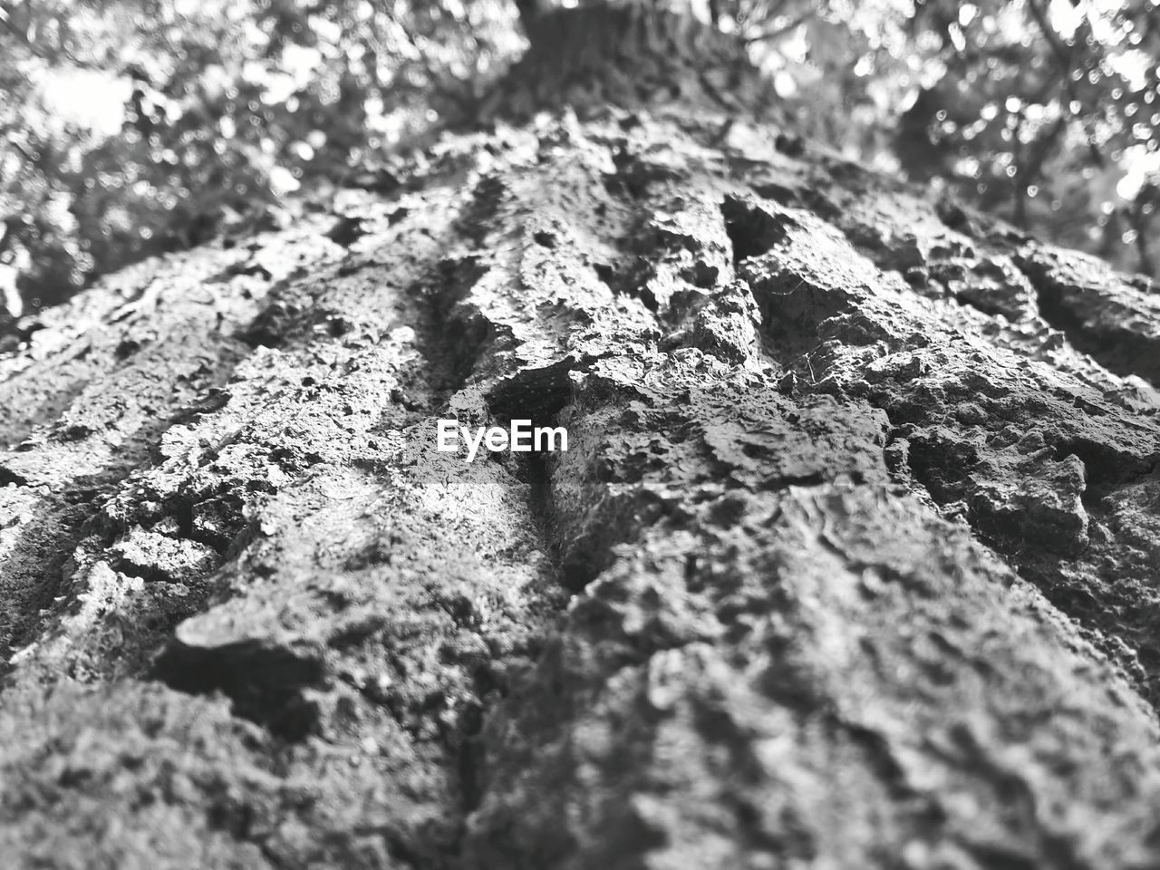 Close-up of moss on tree trunk