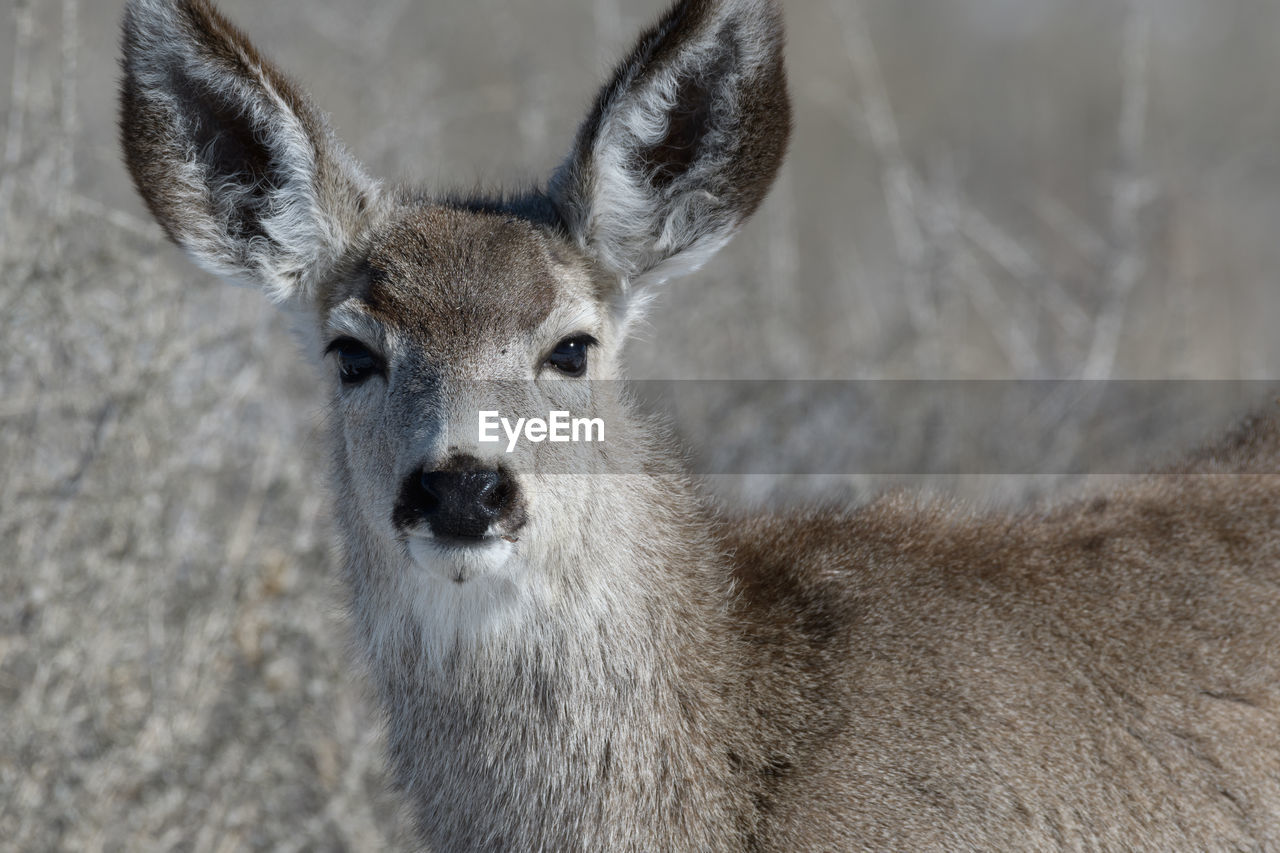 CLOSE-UP OF DEER