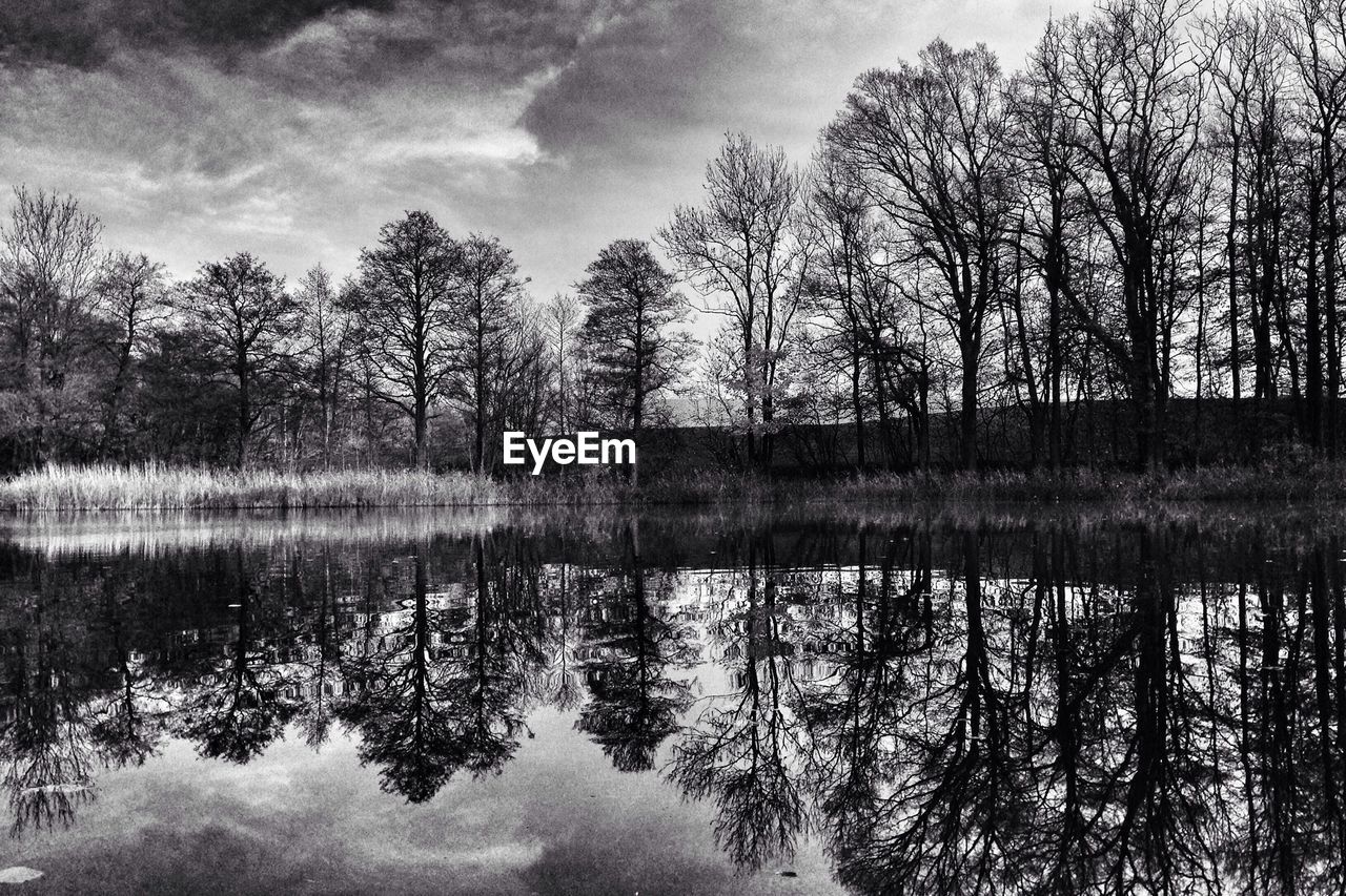 Bare trees reflecting in still lake