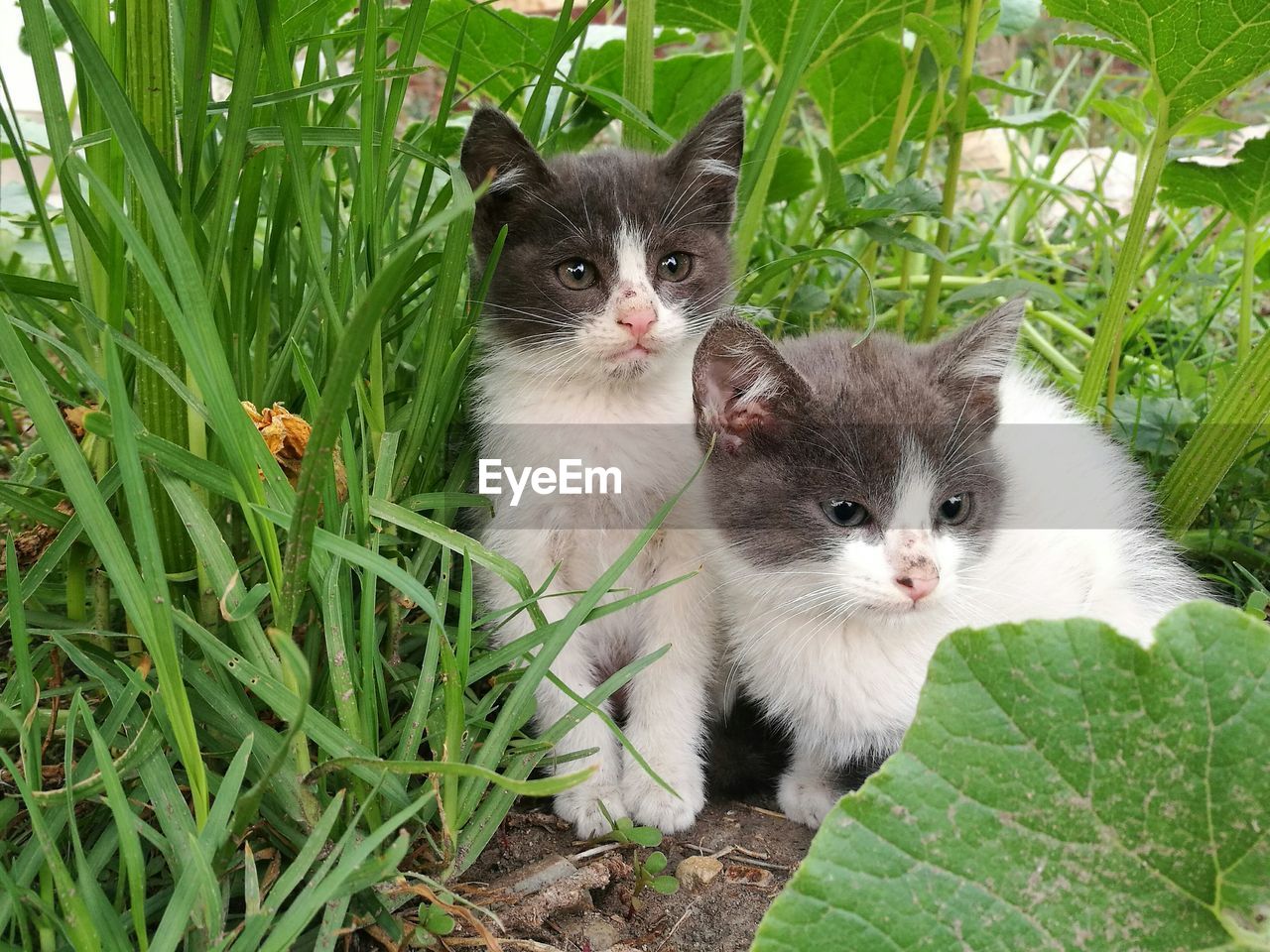 PORTRAIT OF CAT SITTING ON GRASS