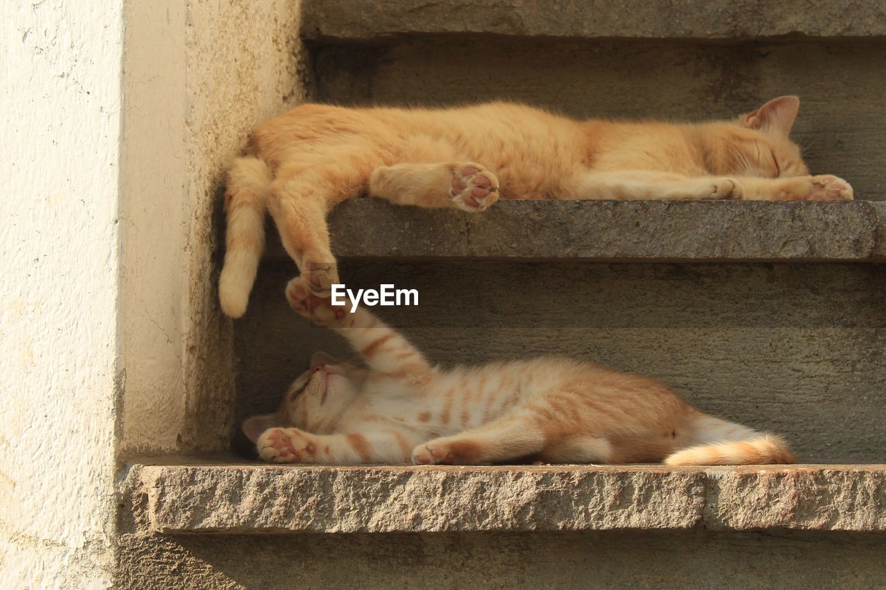 CAT SLEEPING IN WALL