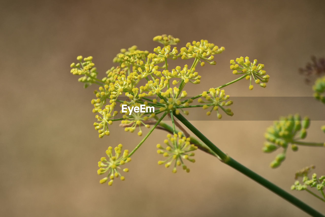 Close-up of flowering plant