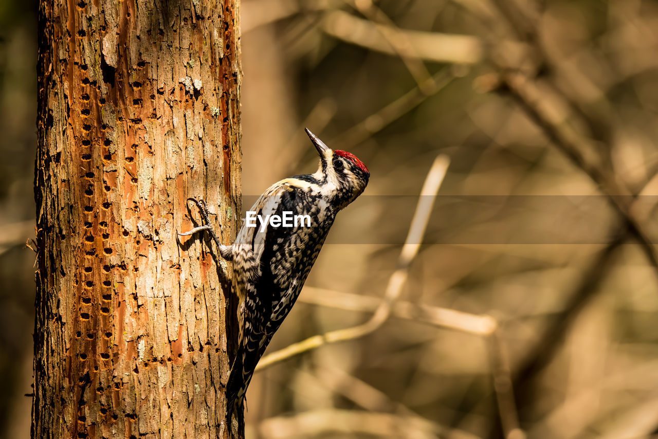 CLOSE-UP OF BIRD PERCHING ON TREE TRUNK