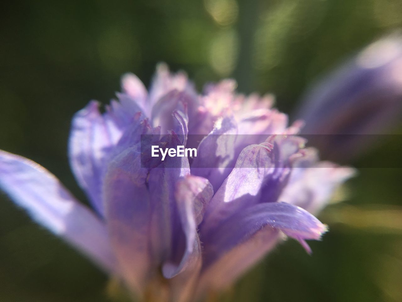 Close-up of purple flowering plant