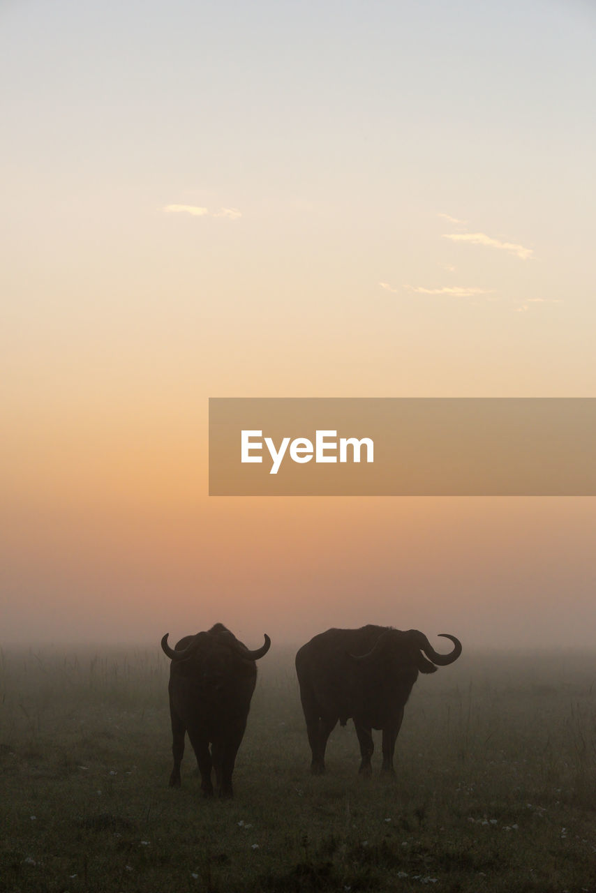 Two cape buffalo stand silhouetted at dawn