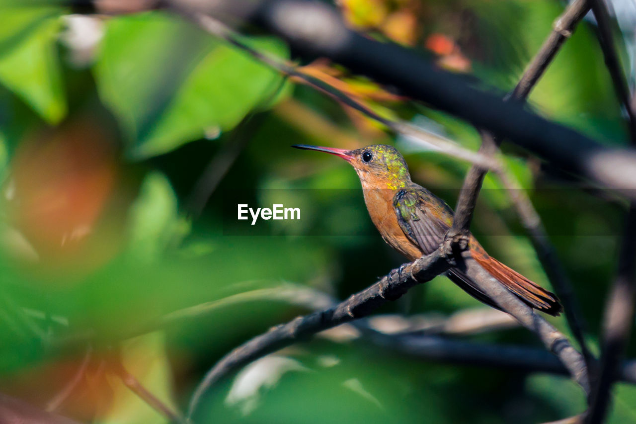 Close-up of bird perching on branch