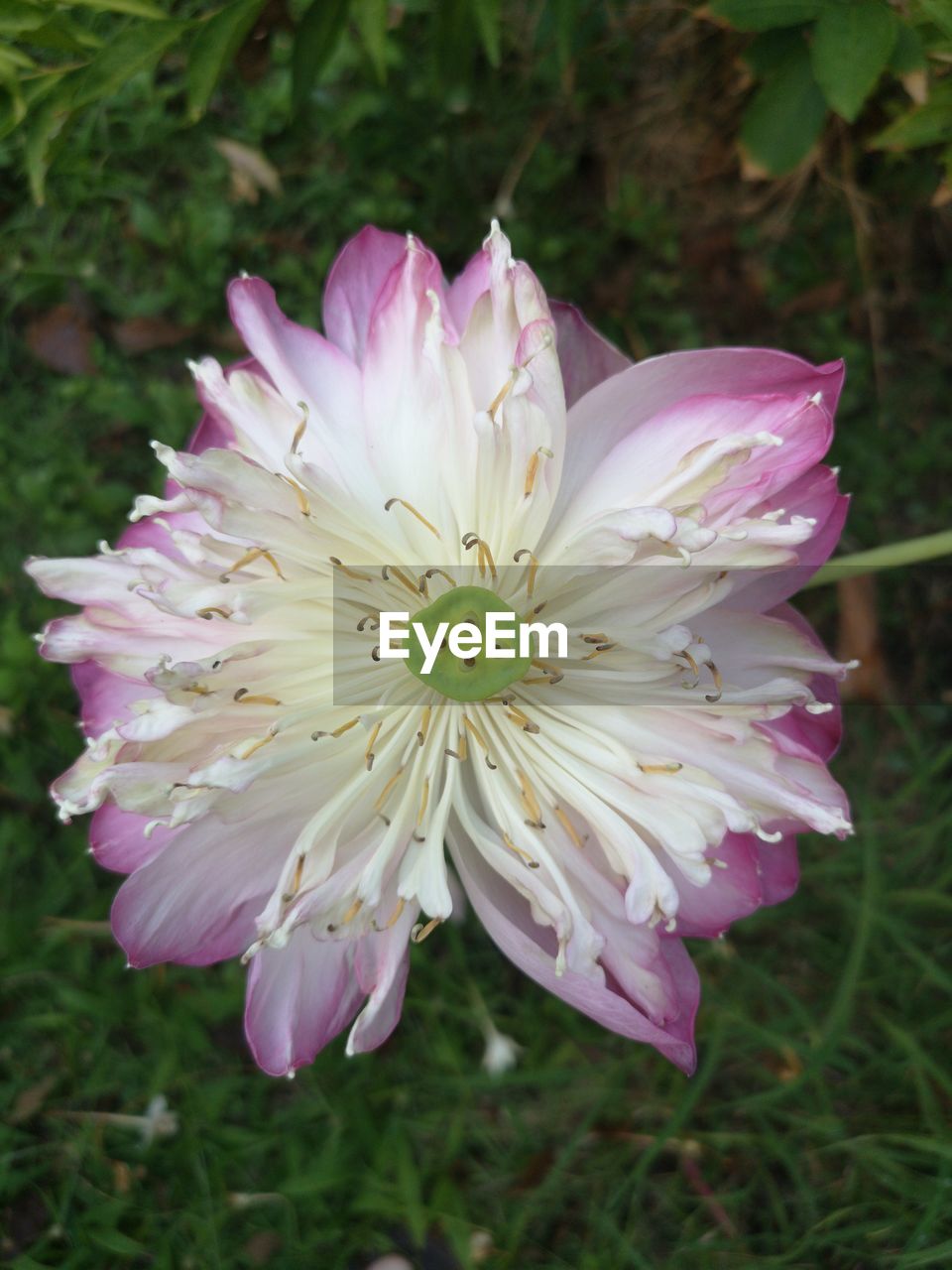 flower, plant, flowering plant, freshness, beauty in nature, petal, fragility, close-up, flower head, pink, growth, inflorescence, nature, focus on foreground, pollen, no people, white, blossom, outdoors, day, botany, purple, springtime, stamen