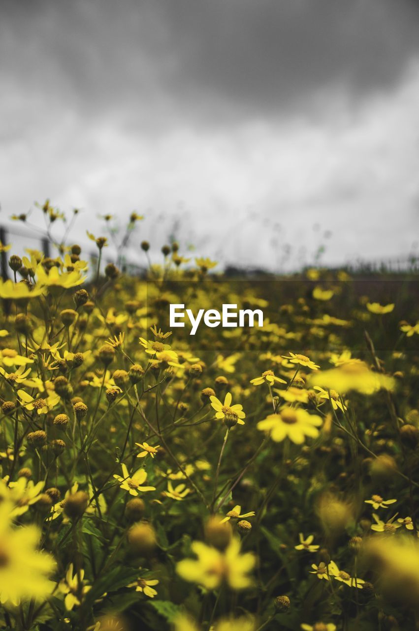 Close-up of yellow flowering plants on field against sky