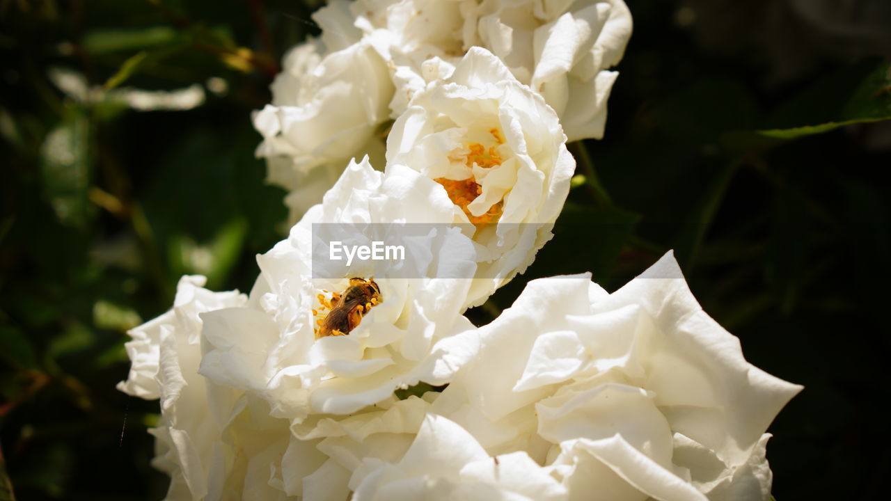 CLOSE-UP OF WHITE ROSE FLOWER