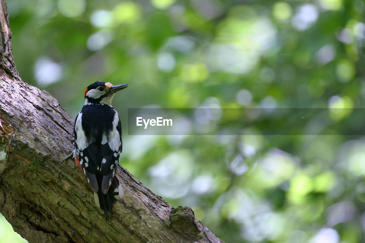 animal themes, animal, animal wildlife, bird, tree, wildlife, nature, one animal, branch, plant, perching, woodpecker, green, beak, tree trunk, no people, trunk, black, forest, outdoors, close-up, beauty in nature, environment, focus on foreground, full length, land