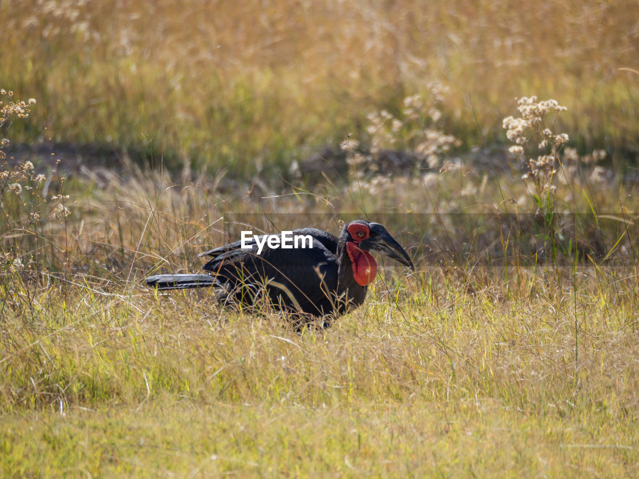 Endangered southern ground hornbrill bird in savannah, moremi game reserve, botswana, africa