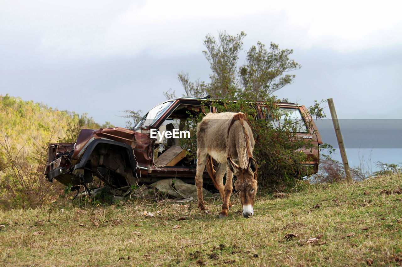 HORSE ON FIELD