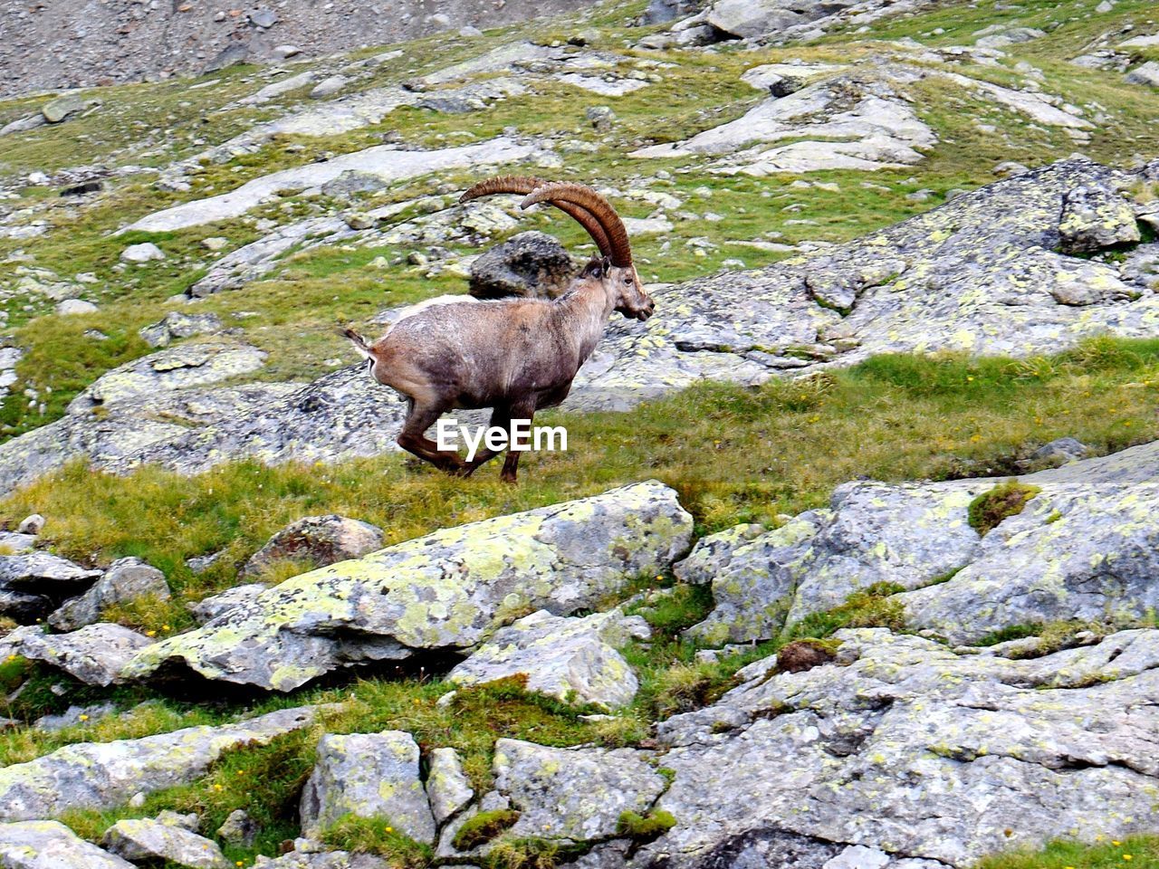 Ibex standing on rock