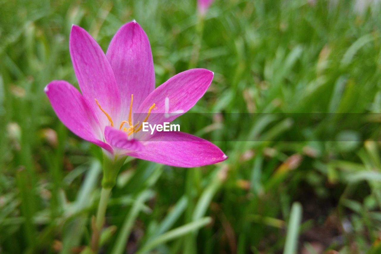 Close-up of pink flower blooming outdoors