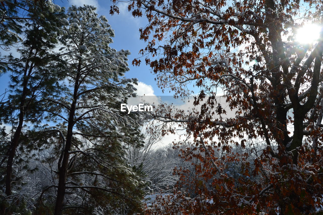 LOW ANGLE VIEW OF TREES IN FOREST