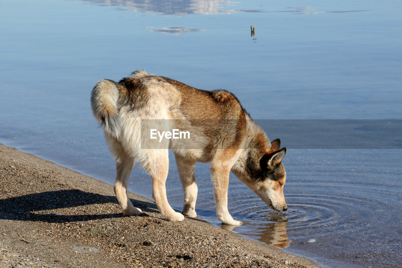 Dog on sunny beach