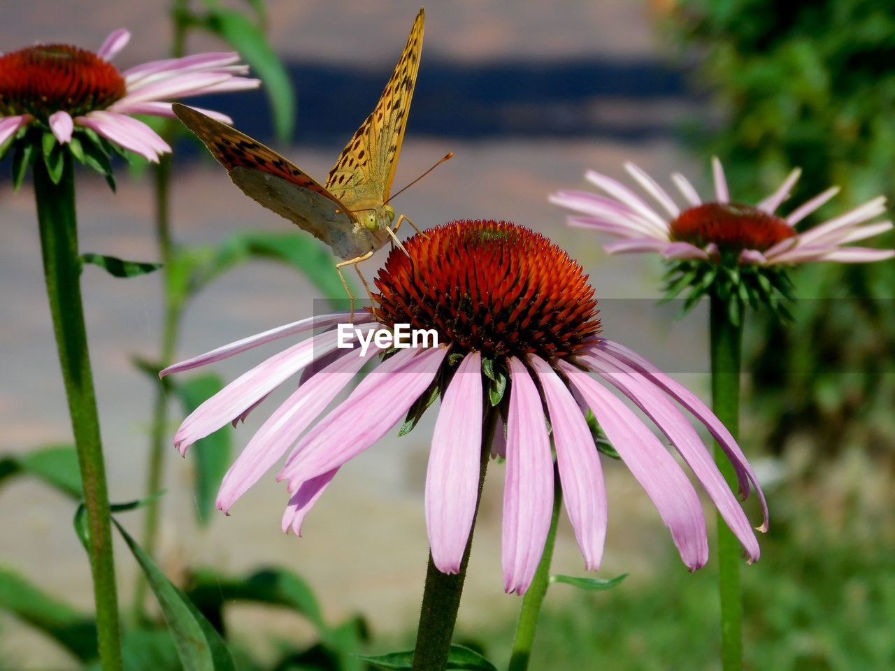 CLOSE-UP OF PURPLE FLOWERING PLANT