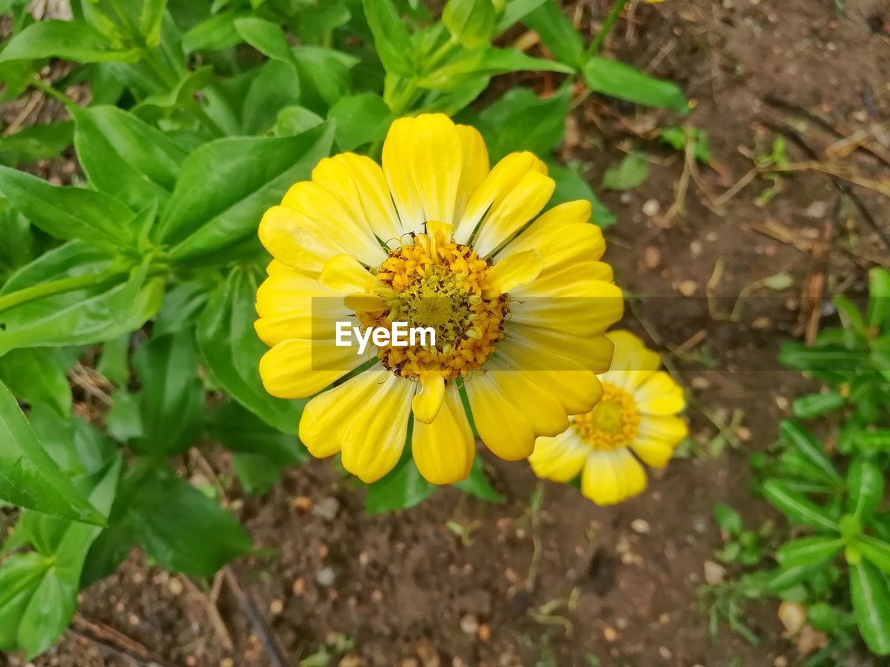 CLOSE-UP OF YELLOW FLOWER BLOOMING ON FIELD