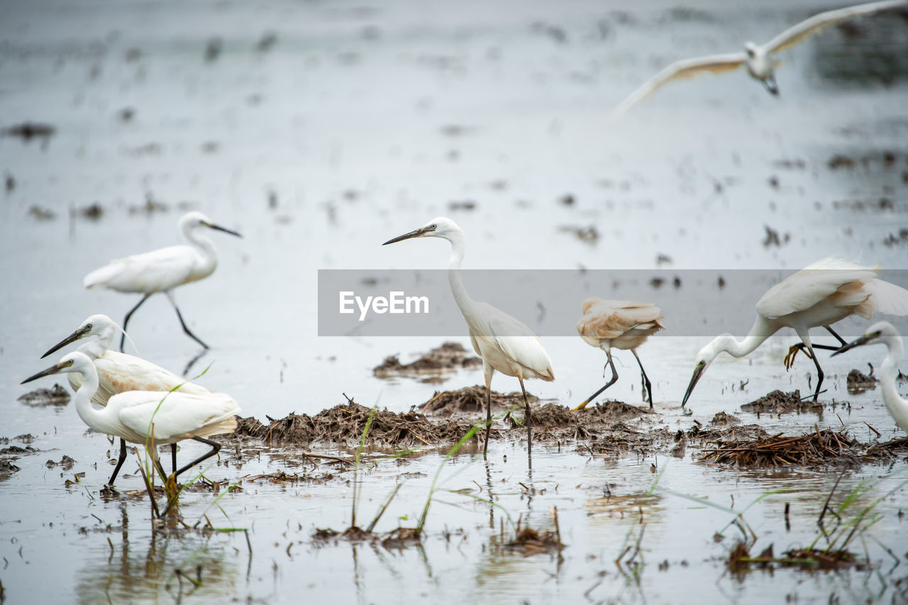 BIRDS IN LAKE