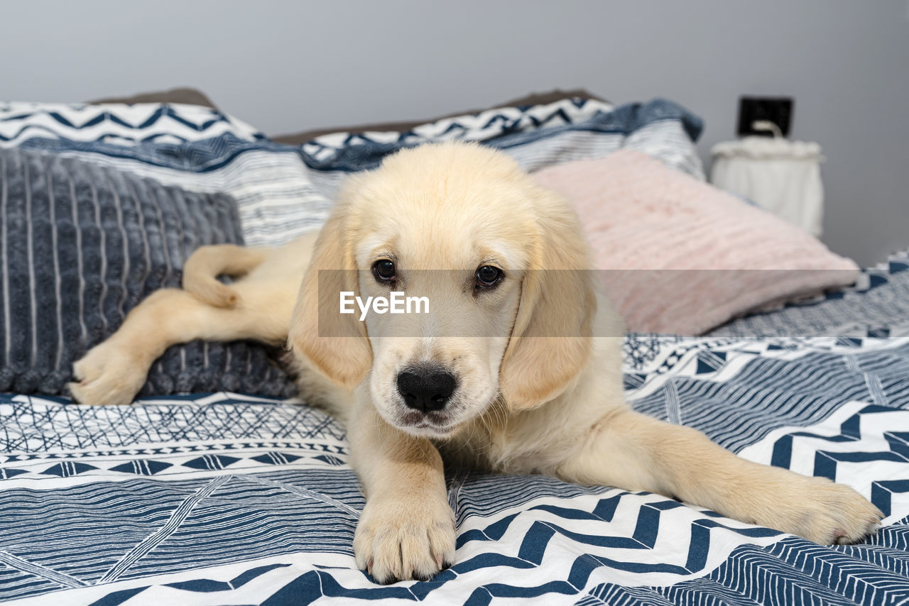 The male golden retriever puppy is lying on the bed on the sheets in the bedroom.