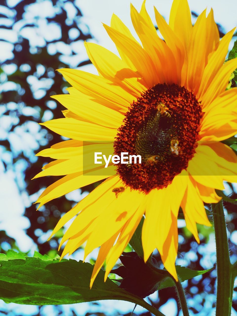 CLOSE-UP OF SUNFLOWER BLOOMING