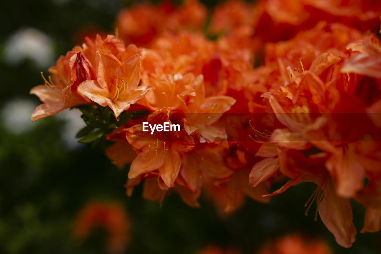 Close-up of red flowering plant