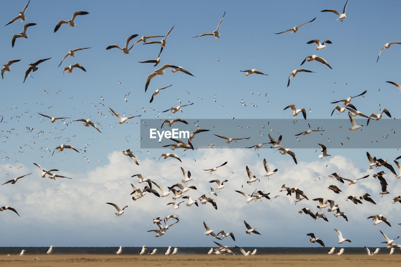 Birds on beach 