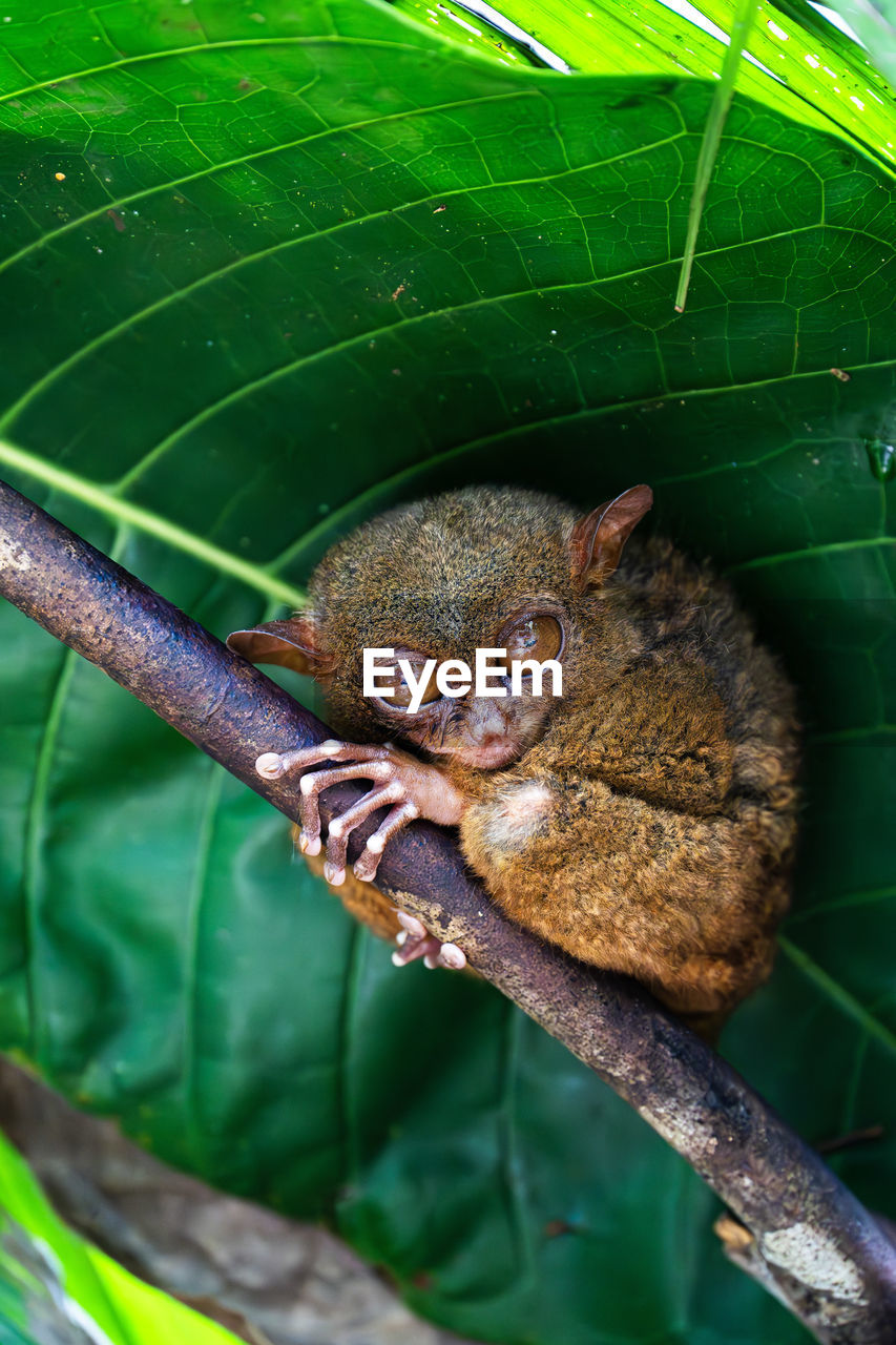 animal, animal themes, animal wildlife, one animal, wildlife, leaf, plant part, green, nature, no people, plant, tree, close-up, jungle, mammal, outdoors, macro photography, animal body part, tropical climate, environment, rainforest, day