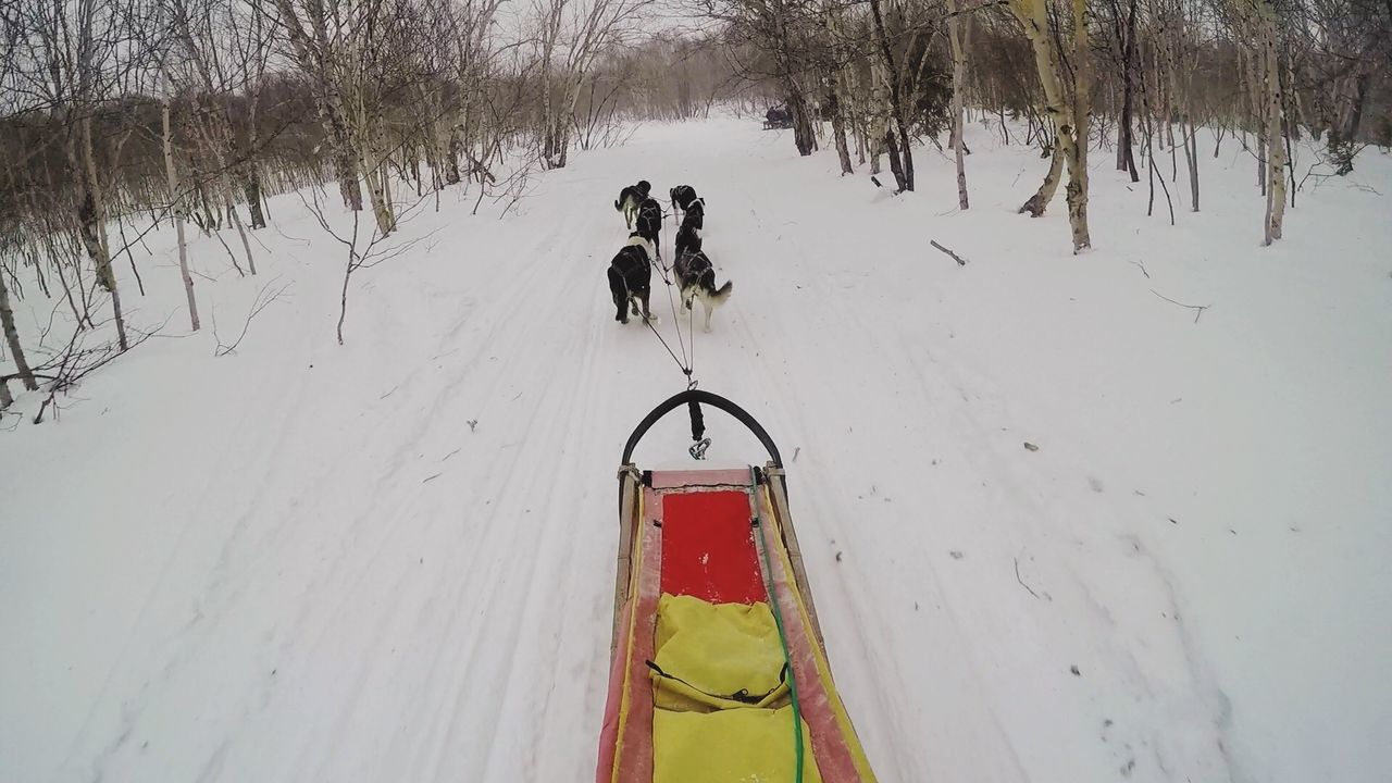 DOG HANGING ON SNOW COVERED TREE