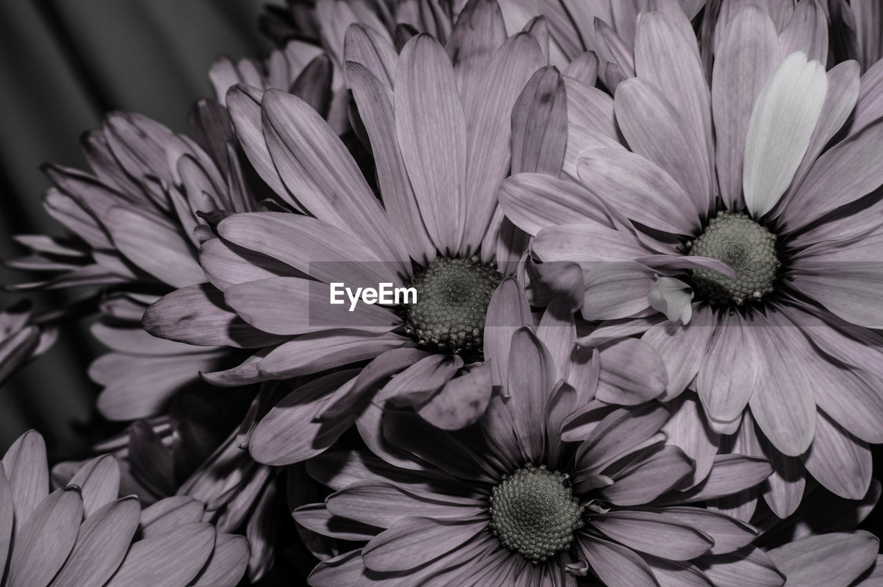 CLOSE-UP OF FLOWERS BLOOMING