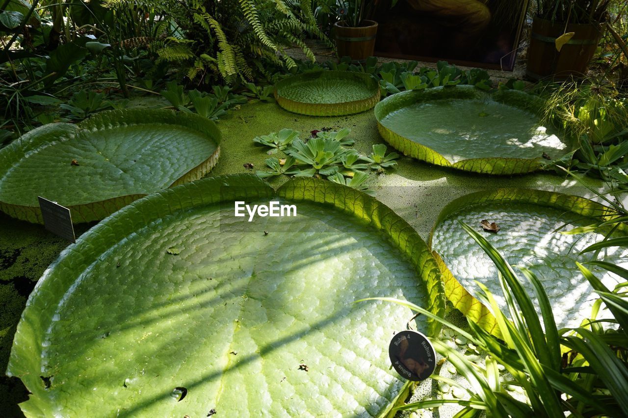 HIGH ANGLE VIEW OF LEAVES FLOATING ON LAKE