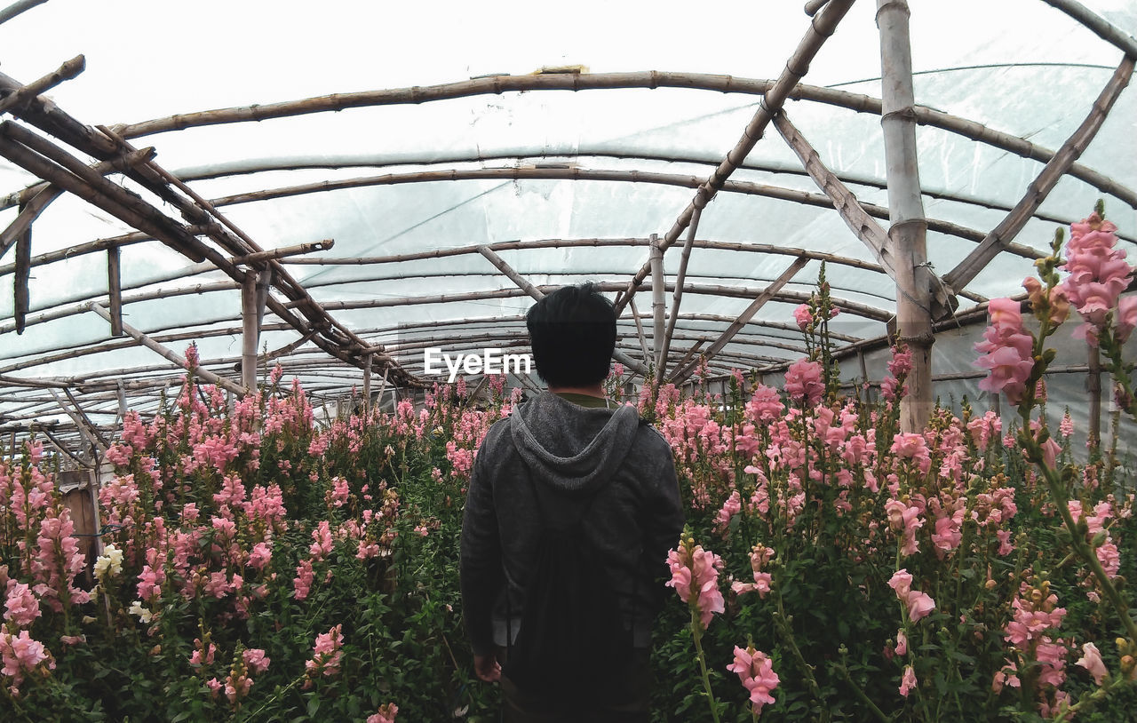Rear view of man standing amidst pink flowers in greenhouse