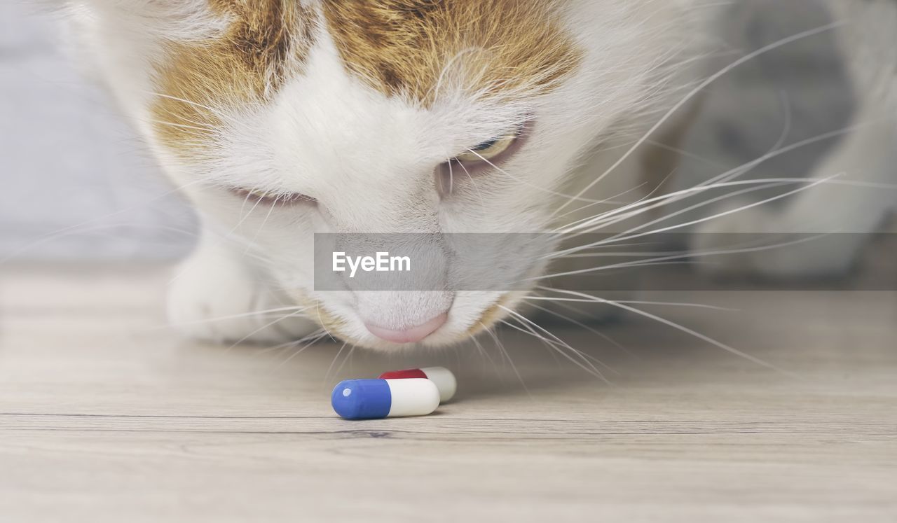 Tabby cat looking curious to medicine capsules on the table.