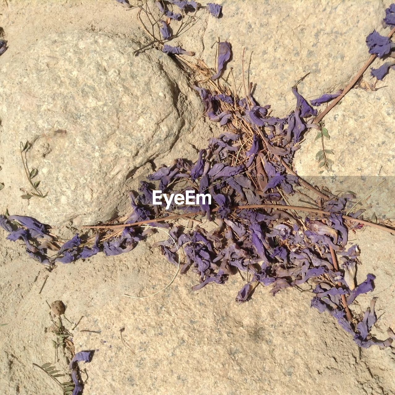 Directly above view of dried flower petals on rocks