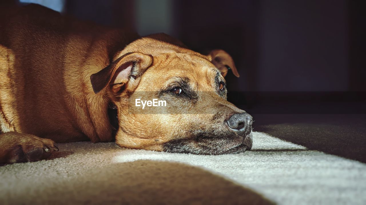 pet, one animal, animal themes, animal, mammal, dog, canine, domestic animals, puppy, close-up, relaxation, lying down, resting, indoors, no people, home interior, looking, carnivore, sofa, portrait, sunlight, brown, furniture, selective focus, looking away, animal body part, dachshund