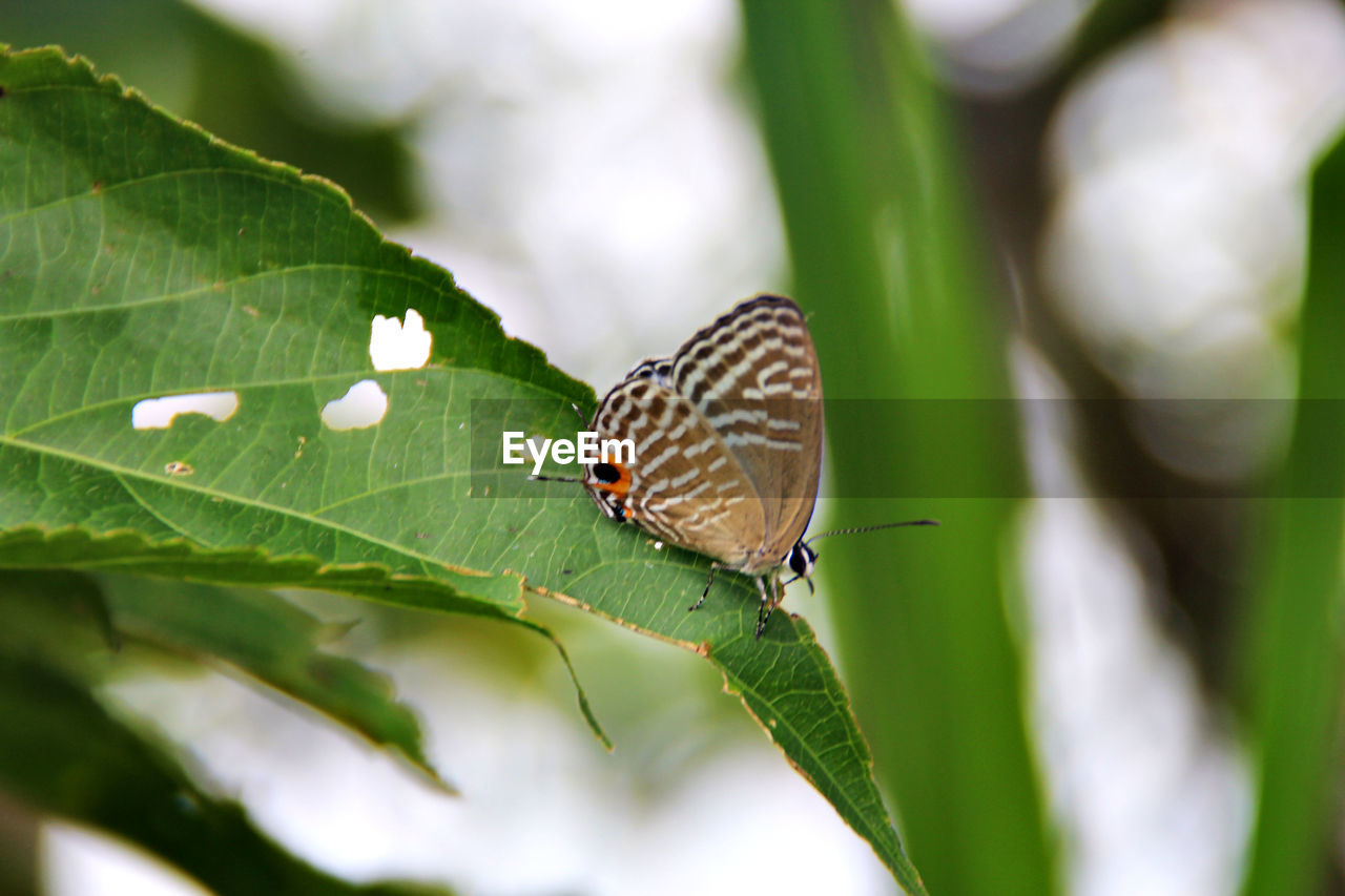 High angle view of butterfly perching on leaf