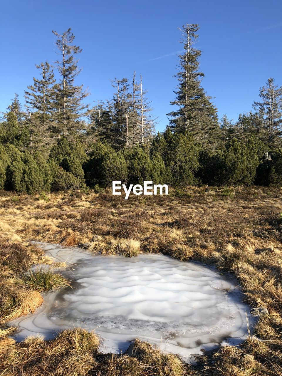 SCENIC VIEW OF FOREST AGAINST SKY