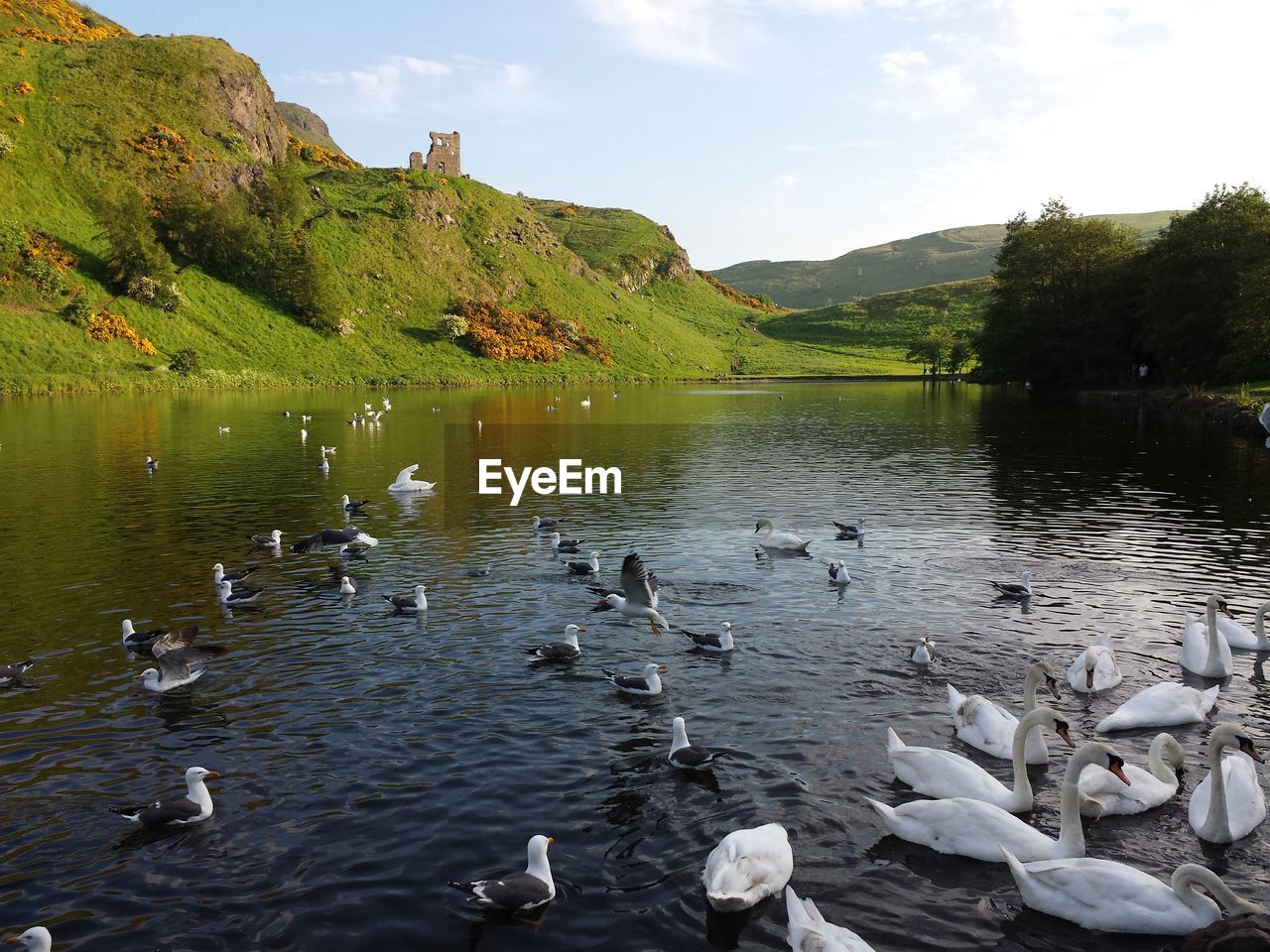 View of birds in calm lake