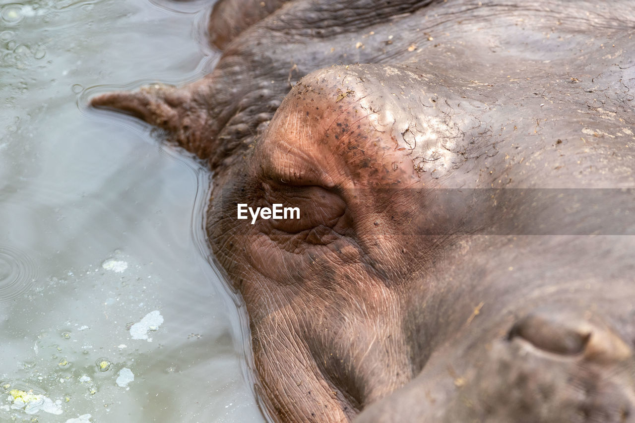 HIGH ANGLE VIEW OF CROCODILE IN LAKE