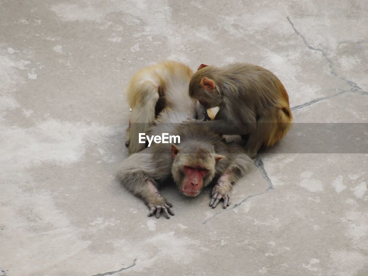 HIGH ANGLE VIEW OF TWO DOGS ON FLOOR