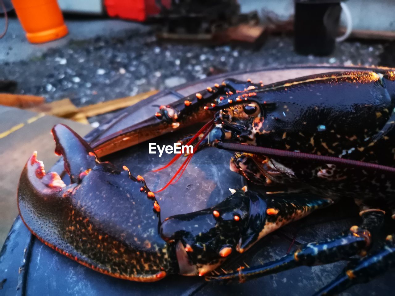 Close-up of lobster  in plate