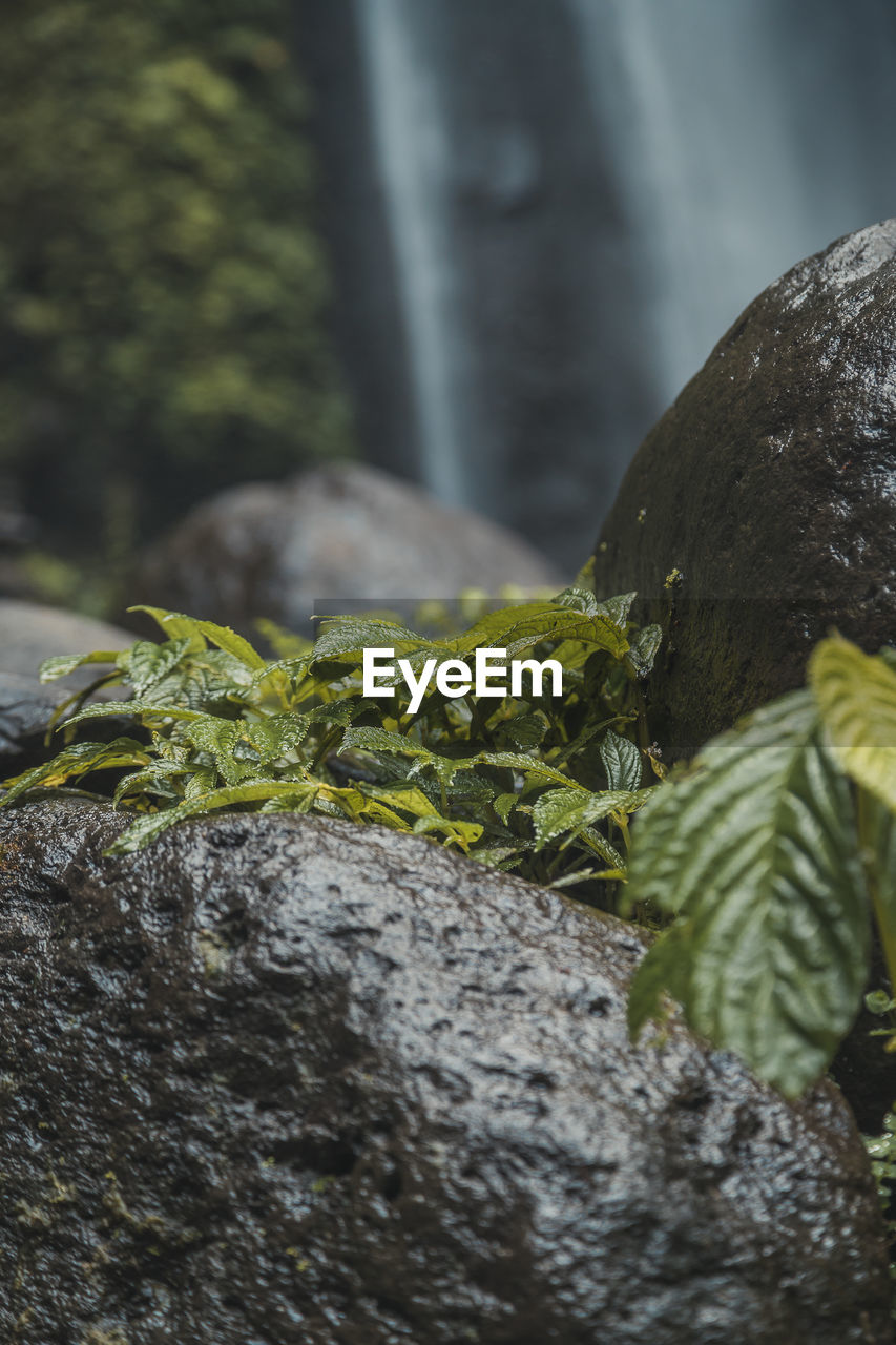 CLOSE-UP OF MOSS ON ROCKS