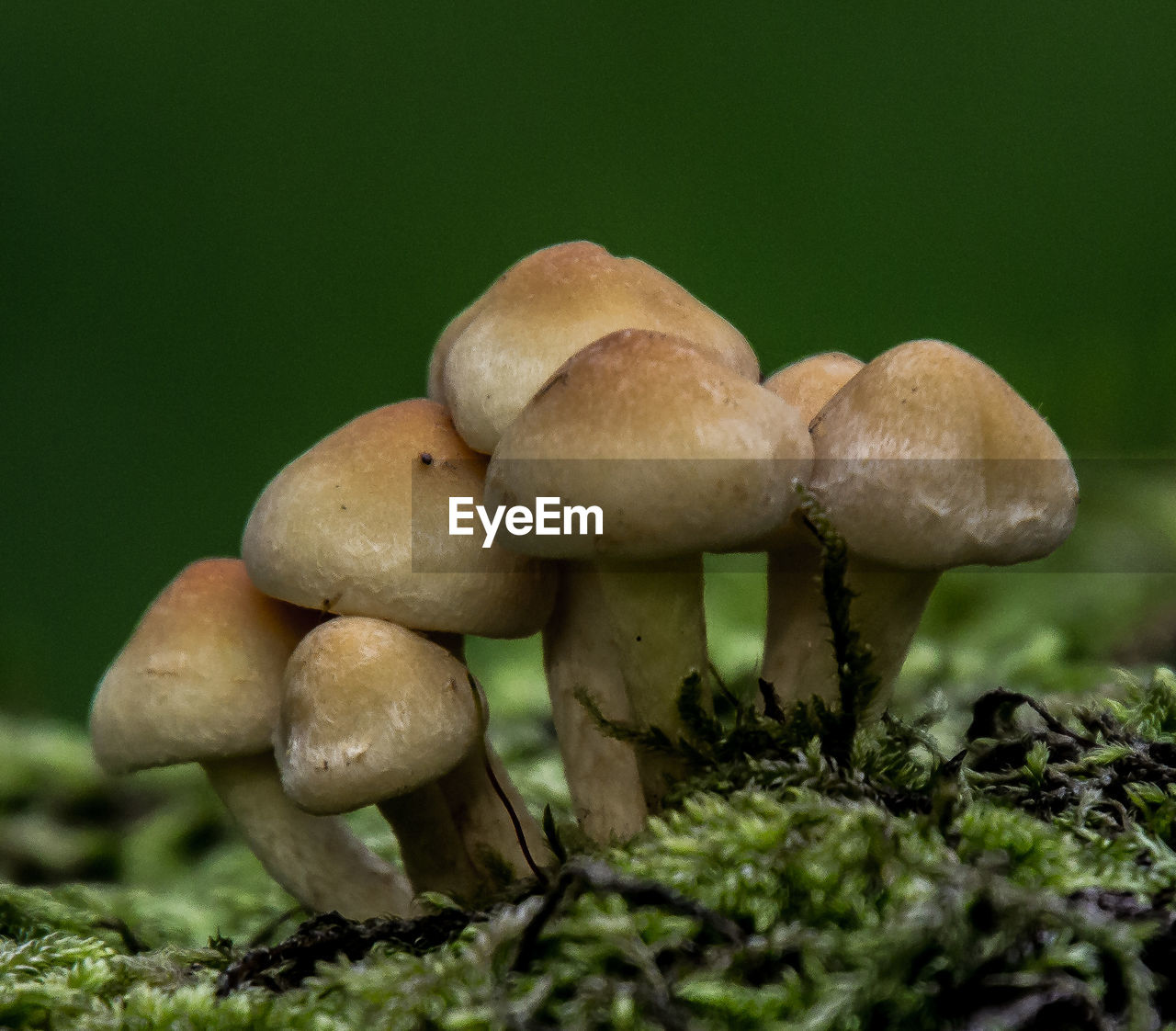 Close-up of mushrooms growing on field