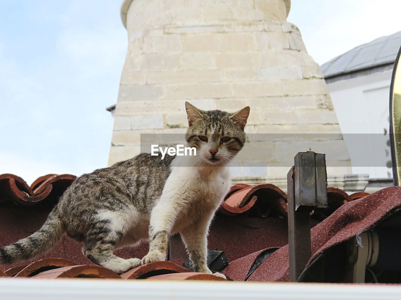 Close up of cat on roof