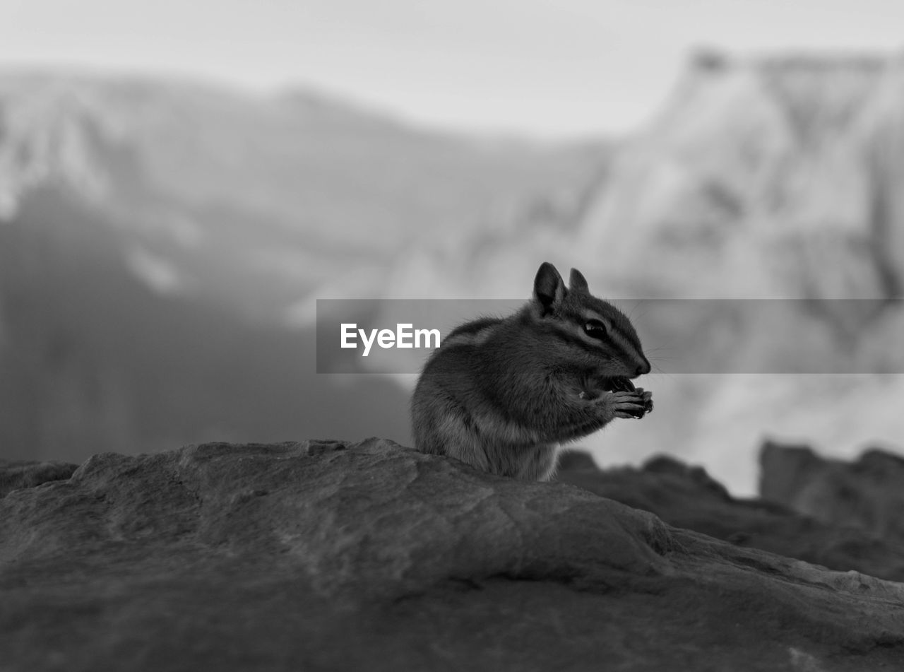 SQUIRREL ON ROCK AGAINST MOUNTAIN