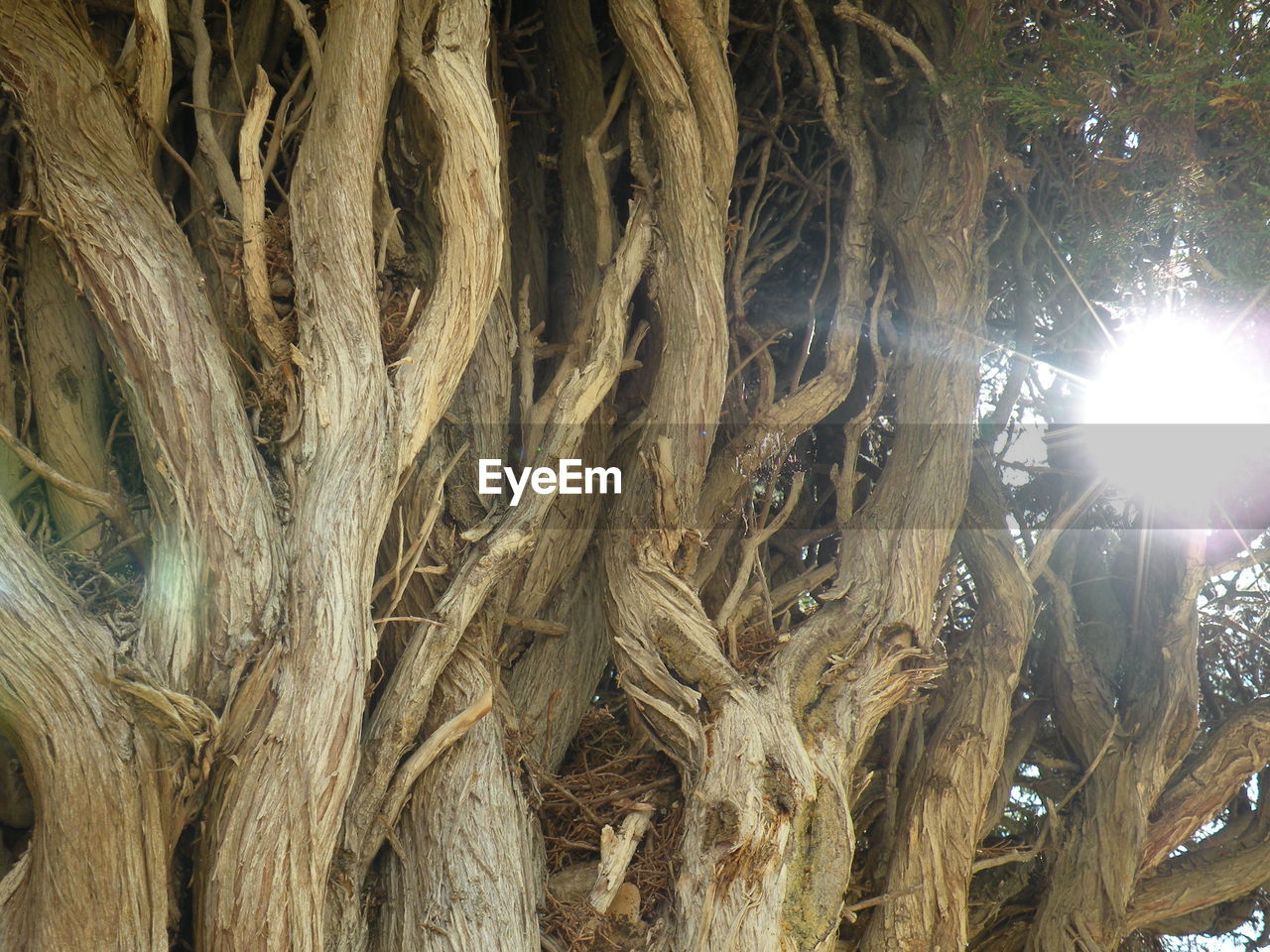 LOW ANGLE VIEW OF SUNLIGHT STREAMING THROUGH TREE