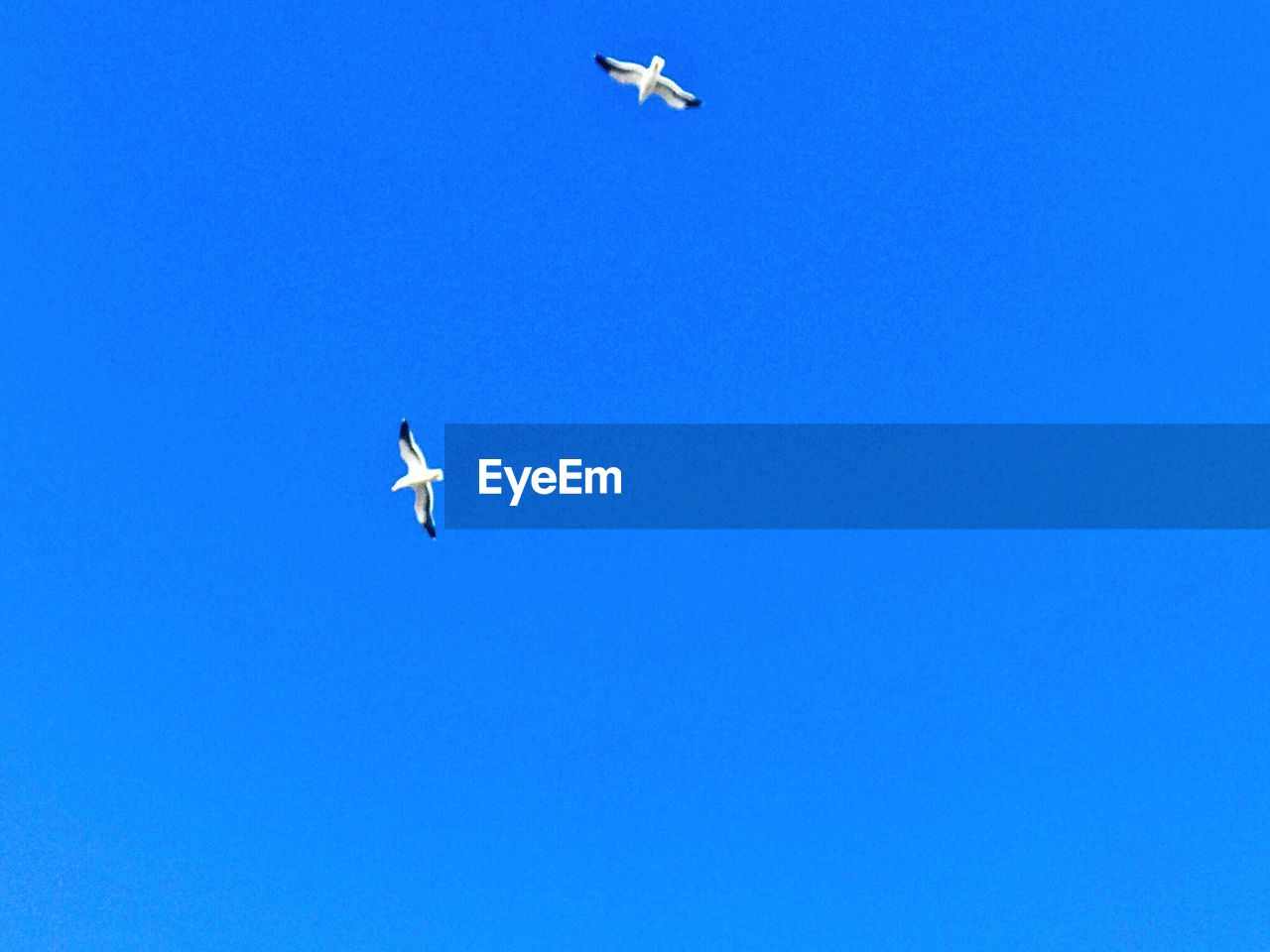 LOW ANGLE VIEW OF AIRPLANE FLYING IN BLUE SKY